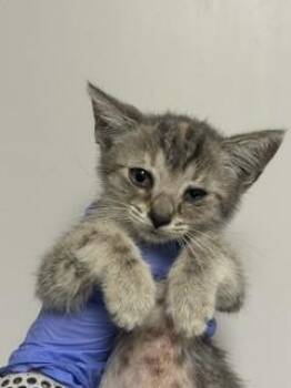 GROUCH -  Domestic Short Hair Cat for Adoption in Doral, Florida - GROUCH | PetCurious
