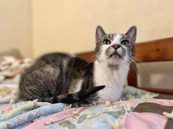Rescue Domestic Short Hair Cats for Adoption in Richmond, Kentucky - Tigerlily | PetCurious