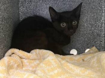 Boloney -  Domestic Short Hair Cat for Adoption in Daytona Beach, Florida - Boloney | PetCurious