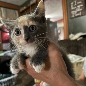 Polly -  Domestic Short Hair Cat for Adoption in Lancaster, Ohio - Polly | PetCurious