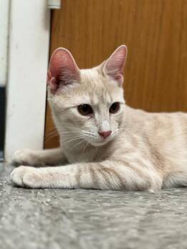 BEATLE -  Domestic Short Hair Cat for Adoption in Chillicothe, Ohio - BEATLE | PetCurious