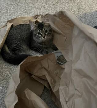 Rescue Domestic Long Hair and Tabby Cats for Adoption in Chandler, Arizona - Viola Twelfth | PetCurious