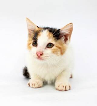 Pebbles -  Domestic Short Hair Cat for Adoption in Morton Grove, Illinois - Pebbles | PetCurious