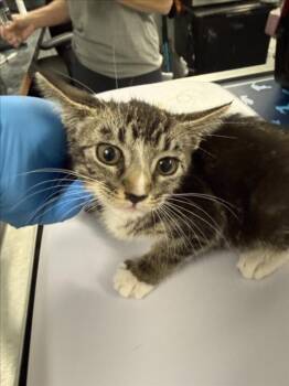 BUBBLES -  Domestic Short Hair Cat for Adoption in Woodland, California - BUBBLES | PetCurious