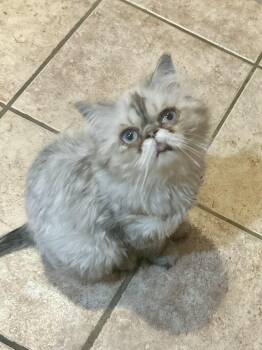 Little One -  Persian Cat for Adoption in Philadelphia, Pennsylvania - Little One | PetCurious