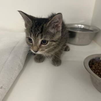 Toilet Paper (Yellow) -  Domestic Short Hair Cat for Adoption in Greensboro, North Carolina - Toilet Paper (Yellow) | PetCurious