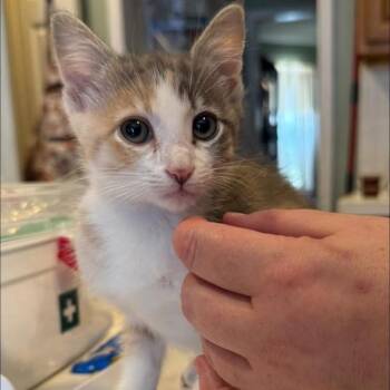 Domestic Short Hair Cats Available for Adoption in League City, Texas - Georgia O