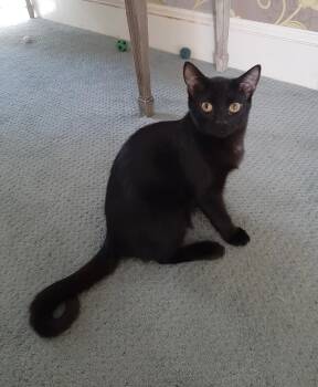 Rescue Domestic Short Hair Cats for Adoption in Wilmington, North Carolina - Wilhelm | PetCurious