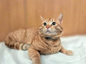Domestic Short Hair Cats Available for Adoption - GARTH | PetCurious
