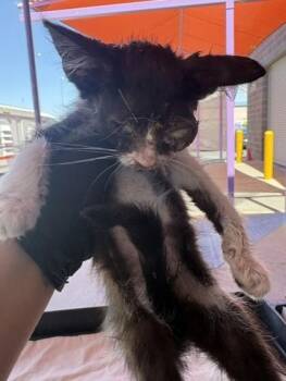 61239824 -  Domestic Short Hair Cat for Adoption in El Paso, Texas - 61239824 | PetCurious