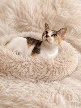 Dixie -  Domestic Short Hair Cat for Adoption in Cleveland, Texas - Dixie | PetCurious