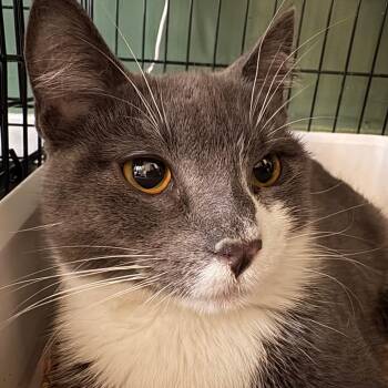 Domestic Short Hair Cats Available for Adoption - Gwen | PetCurious