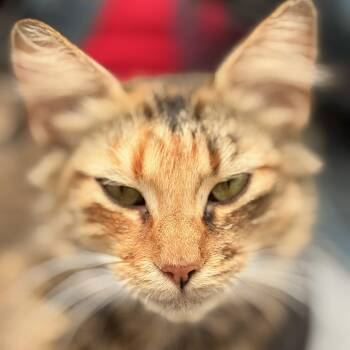 Zelda -  Domestic Short Hair Cat for Adoption in West Orange, New Jersey - Zelda | PetCurious
