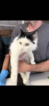 Havoc -  Tuxedo Cat for Adoption in Las Vegas, Nevada - Havoc | PetCurious