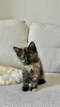 Porcupie -  Tortoiseshell and Domestic Long Hair Cat for Adoption in Laguna Niguel, California - Porcupie | PetCurious