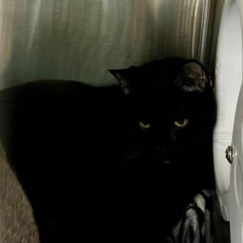 Nightwalker -  Domestic Short Hair Cat for Adoption in Cumming, Georgia - Nightwalker | PetCurious