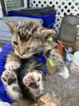 SUMMER -  Domestic Short Hair Cat for Adoption in Dallas, Texas - SUMMER | PetCurious