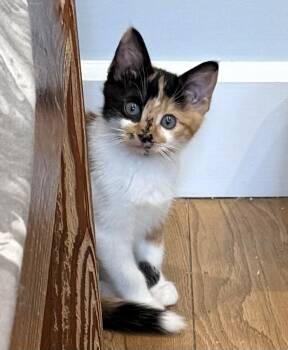 Pez Exotic Flavors: Asian Pear -  Calico and Domestic Short Hair Cat for Adoption - Pez Exotic Flavors: Asian Pear | PetCurious