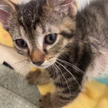 Domestic Short Hair Cats Available for Adoption in Allegan, Michigan - Sol * | PetCurious