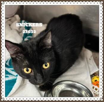 SNICKERS -  Domestic Short Hair Cat for Adoption in Marietta, Georgia - SNICKERS | PetCurious