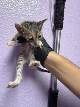61565267 -  Domestic Short Hair Cat for Adoption in El Paso, Texas - 61565267 | PetCurious