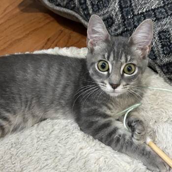 Rescue Domestic Short Hair Cats for Adoption in Beaufort, South Carolina - Nancy | PetCurious