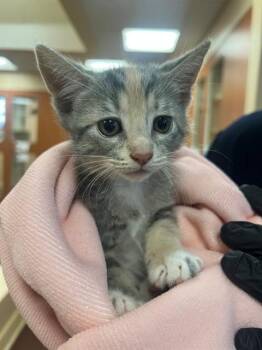 FIONA -  Domestic Short Hair Cat for Adoption in Thousand Palms, California - FIONA | PetCurious