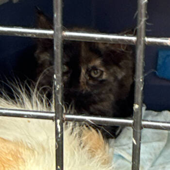 Rescue Domestic Medium Hair Cats for Adoption in Pahoa, Hawaii - Newbie I5 | PetCurious