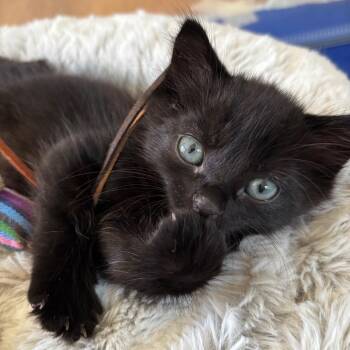 Quark (Green Collar) -  Domestic Medium Hair Cat for Adoption in Sunnyvale, California - Quark (Green Collar) | PetCurious