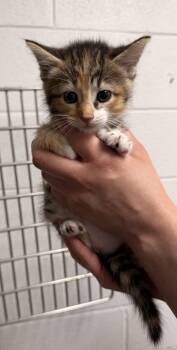 Domestic Short Hair Cats Available for Adoption in Sanford, North Carolina - Lee Lee | PetCurious