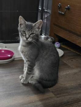 Mountain Dew -  Domestic Short Hair Cat for Adoption in Trenton, New Jersey - Mountain Dew | PetCurious