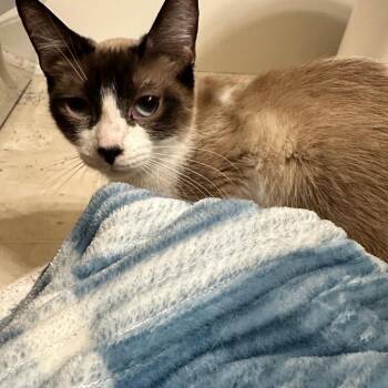 Siamese and Domestic Short Hair Cats Available for Adoption in East Lansing, Michigan - Ghost | PetCurious