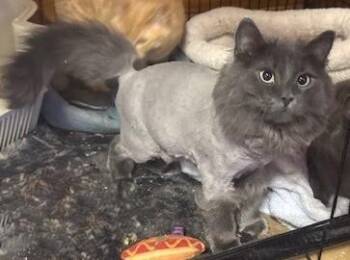 Domestic Long Hair Cats Available for Adoption - Luxe | PetCurious