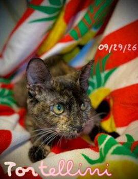 Tortellini -  Domestic Short Hair Cat for Adoption in Pleasanton, Texas - Tortellini | PetCurious