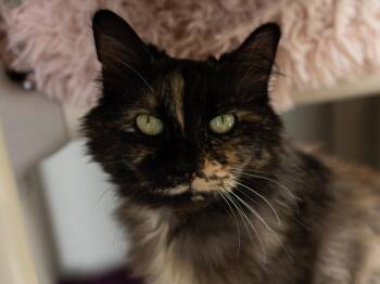 Tortoiseshell and Domestic Medium Hair Cats Available for Adoption in Republic, Washington - Aubrey | PetCurious