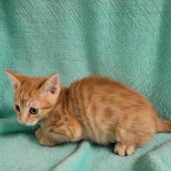 Captain Kirk -  Tabby Cat for Adoption in Green Valley, Arizona - Captain Kirk | PetCurious