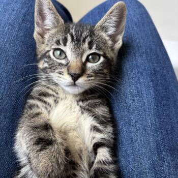 Domestic Short Hair Cats Available for Adoption in Redwood City, California - Fresca (blue Collar) | PetCurious