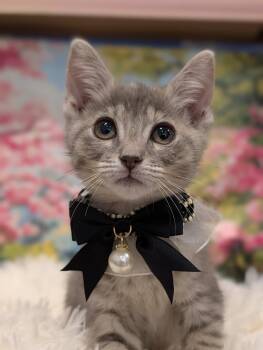 Lucky -  Domestic Short Hair Cat for Adoption in Fremont, California - Lucky | PetCurious