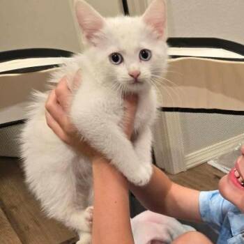 Snowi -  Domestic Medium Hair Cat for Adoption in Miami, Oklahoma - Snowi | PetCurious