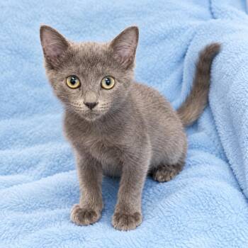 Myles -  Domestic Long Hair Cat for Adoption in Wyandotte, Michigan - Myles | PetCurious