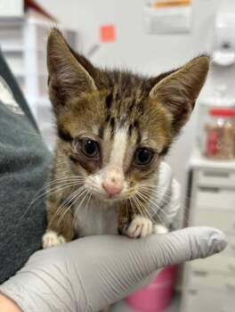 Oliver -  Domestic Short Hair Cat for Adoption in Hartsville, South Carolina - Oliver | PetCurious