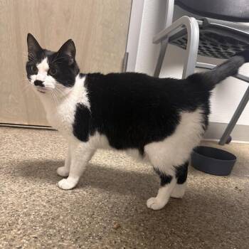 Domestic Short Hair Cats Available for Adoption - Lottie | PetCurious