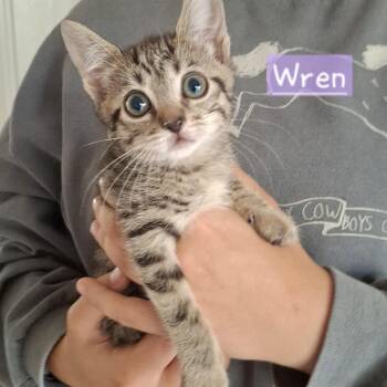 Domestic Short Hair and Tabby Cats Available for Adoption in Yorba Linda, California - :::Wren::: | PetCurious