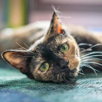 Domestic Short Hair Cats Available for Adoption in Wheaton, Illinois - Tiramisu | PetCurious