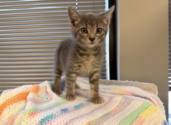 Smokey -  Domestic Short Hair and Tabby Cat for Adoption in Batesville, Arkansas - Smokey | PetCurious