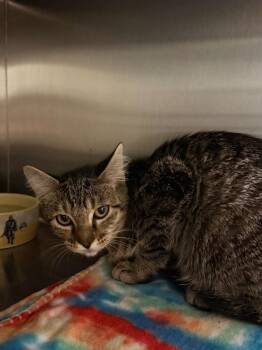P.V. (Petco) -  Domestic Short Hair Cat for Adoption in Ocala, Florida - P.V. (Petco) | PetCurious