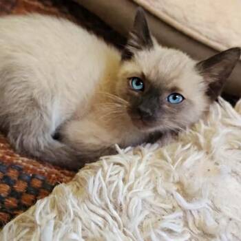 Harry Kain -  Siamese Cat for Adoption in Jurupa Valley, California - Harry Kain | PetCurious
