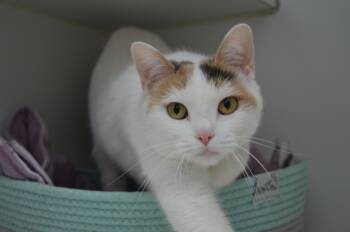 Snow -  Domestic Short Hair Cat for Adoption in Westbrook, Connecticut - Snow | PetCurious