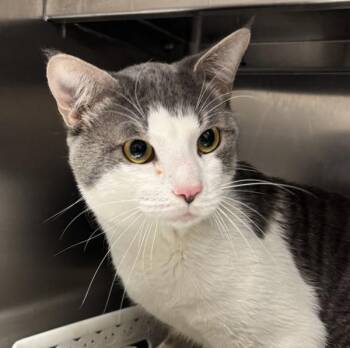 Domestic Short Hair Cats Available for Adoption in Golden, Colorado - Oreo | PetCurious