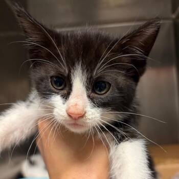 Delulu -  Domestic Short Hair Cat for Adoption in Nashville, Tennessee - Delulu | PetCurious